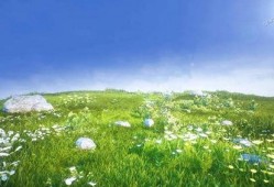 青青草原在线视频播放,青青草原在线视频播放精彩回顾