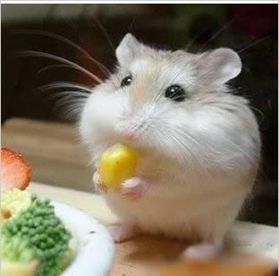 娱乐吃瓜酱鼠鼠头像